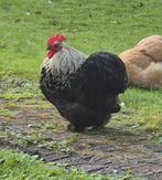 Chochin kriel haan, Mannelijk, Kip
