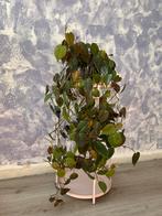 Philodendron Scandens Mix, Ophalen, Overige soorten, Halfschaduw, In pot