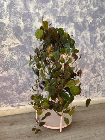 Philodendron Scandens Mix beschikbaar voor biedingen
