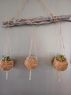 3 Cactussen in cocospotjes aan plantenhanger, Huis en Inrichting, Kamerplanten, Ophalen, Overige soorten, Minder dan 100 cm