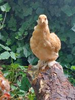 kuikens, cochin kriel, Plymouth Rock kriel, lakenvelders gr, Dieren en Toebehoren, Pluimvee, Meerdere dieren, Kip