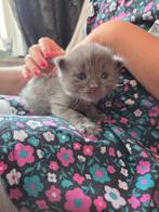 5 mooie maincoon kittens., Dieren en Toebehoren, Katten en Kittens | Raskatten | Langhaar, Meerdere dieren, Ontwormd, 0 tot 2 jaar
