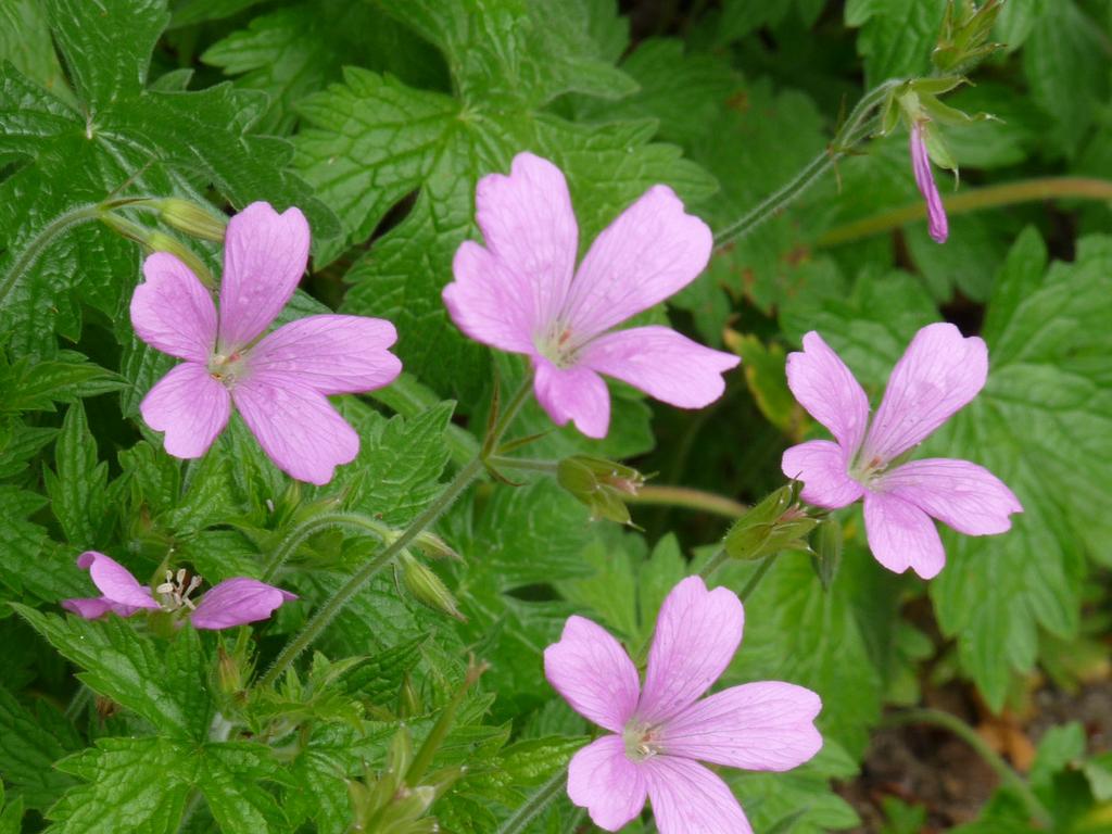 Geranium endressii / Ooievaarsbek P9 pot, Tuin en Terras, Ophalen of Verzenden, Vaste plant, Overige soorten, Halfschaduw