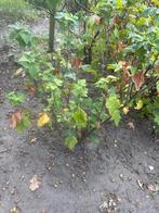 Zwarte bessenstruik, Ophalen, Volle zon, Vaste plant, Fruitplanten