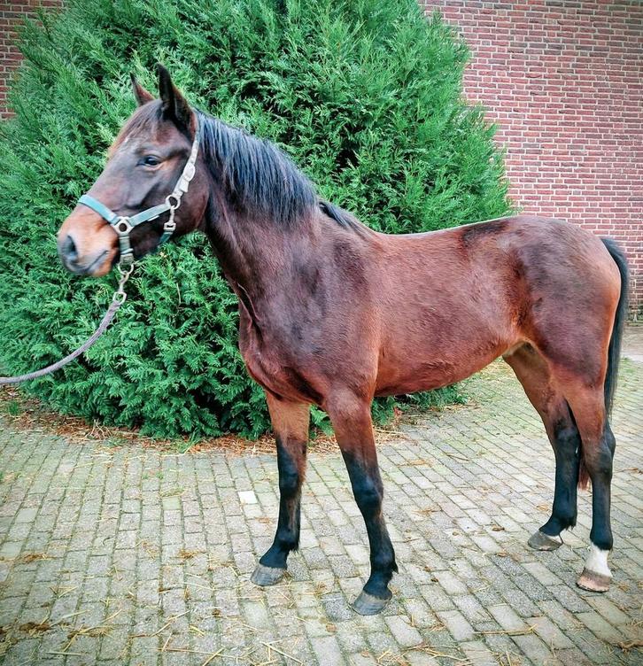 3,5 jarige springpaard ruin Cayetano x phin phin, Dieren en Toebehoren, Paarden, Ruin, Onbeleerd, 160 tot 165 cm, 3 tot 6 jaar