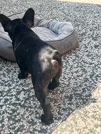 Bulldog Franse, Dieren en Toebehoren, Honden | Bulldogs, Pinschers en Molossers, CDV (hondenziekte), Reu, 8 tot 15 weken, Bulldog