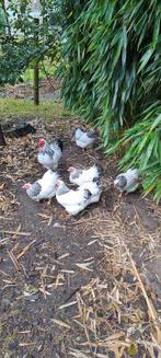 Wyandotte Columbia White kriel 6 +1, Dieren en Toebehoren, Meerdere dieren, Kip