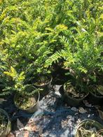 Taxus in pot 40-50cm, Ophalen, Taxus, Minder dan 100 cm