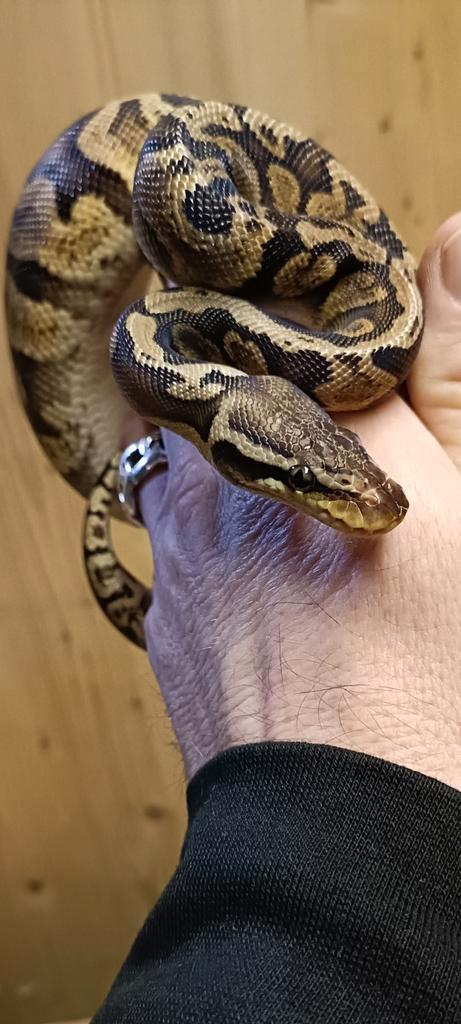 0.1. Pastel GHI dametje uit 2023 beschikbaar., Dieren en Toebehoren, Reptielen en Amfibieën, Slang, 0 tot 2 jaar