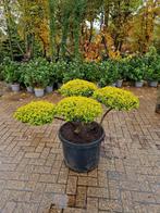Mooie Tuinbonsai - Unieke Vormen, Tuin en Terras, Planten | Tuinplanten, Vaste plant, Bloeit niet, Halfschaduw, Ophalen
