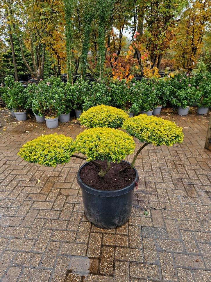 Mooie Tuinbonsai - Unieke Vormen, Tuin en Terras, Planten | Tuinplanten, Vaste plant, Overige soorten, Halfschaduw, Bloeit niet