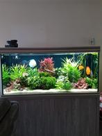 Aqualantis Fusion 150 Special compleet 600L, Dieren en Toebehoren, Ophalen, Gevuld zoetwateraquarium