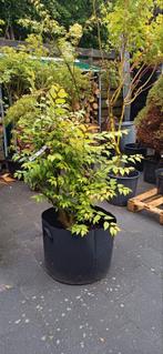 Pré bonsai Zelkova Seratta (Japanse Iep), Bloeit niet, Overige soorten, Minder dan 100 cm, Ophalen