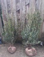 Steenlinde 80/100 en 100/120 cm Phillyrea angustifolia, Ophalen, Overige soorten, Haag, 100 tot 250 cm