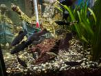 Black Molly, Dieren en Toebehoren, Vissen | Aquariumvissen