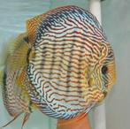 Rood turquoise 10-12 cm B stock - Discus - Koidream, Zoetwatervis, Vis