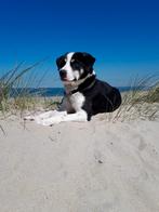 Honden uitlaten / uitlaatservice, Ophalen of Verzenden, Nieuw