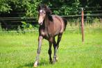 Anglo-Arabier jaarling ruin, Gechipt, Ruin, 0 tot 2 jaar, 160 tot 165 cm