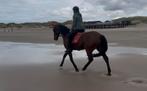 Lieve draver merrie voor recreatie (9), Dieren en Toebehoren, Paarden, B, Gechipt, 7 tot 10 jaar, Meerdere dieren