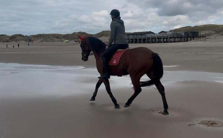 Lieve draver merrie voor recreatie (9), Dieren en Toebehoren, Paarden, Meerdere dieren, B, 165 tot 170 cm, 7 tot 10 jaar, Recreatiepaard