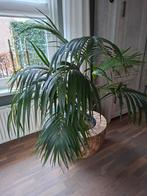 Plantenbak met palm, Ophalen of Verzenden, Rond, Kunststof