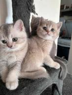 Brits korthaar kittens, Dieren en Toebehoren, Katten en Kittens | Raskatten | Korthaar, Ontwormd