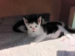 Kitten, Dieren en Toebehoren, Katten en Kittens | Overige Katten, Poes