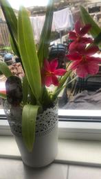 Orchidieen, Huis en Inrichting, Kamerplanten, Ophalen of Verzenden, Halfschaduw, Minder dan 100 cm