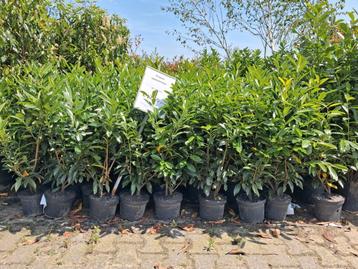 Prunus laurocerasus, laurier struiken Laurierkers €12,50 beschikbaar voor biedingen