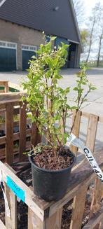 Deutzia gracilis bruidsbloem, Tuin en Terras, Planten | Bomen, Overige soorten, Volle zon, Ophalen