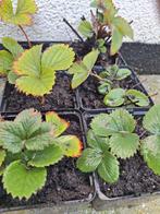 Biologische aardbeienplantjes, vanaf 10 plantjes 10% korting, Tuin en Terras, Planten | Tuinplanten, Ophalen of Verzenden, Volle zon