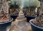 Olijfboom/Olea europaea 120/140 cm stamomtrek te koop, Ophalen of Verzenden, 100 tot 250 cm, Olijfboom, Zomer