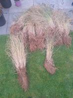 Lampenpoetsersgras (Pennisetum) - Siergras voor uw tuin!, Tuin en Terras, Planten | Tuinplanten, Volle zon, Vaste plant, Siergrassen