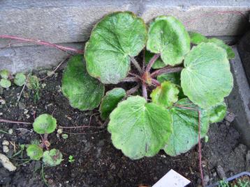 Saxifraga veitchiana interessant rotsplantje China mooi! beschikbaar voor biedingen