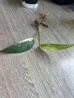 Epipremnum Pinnatum albo Variegata stek, Ophalen of Verzenden