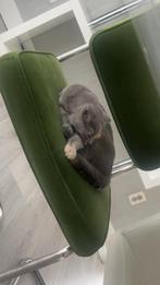 Britse korthaar, Dieren en Toebehoren, Poes