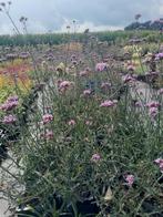 Verbena bonariensis - Ijzerhard - 2L Pot, Overige soorten, Volle zon, Vaste plant, Ophalen of Verzenden