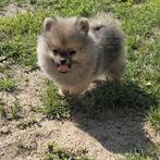 prachtige mini pomeriaan pup, Dieren en Toebehoren, Honden | Poolhonden, Keeshonden en Oertypen, Particulier, 15 weken tot 1 jaar