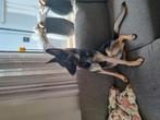 Duitse herder teef, Dieren en Toebehoren, Parvo, Teef, Eén hond, 3 tot 5 jaar