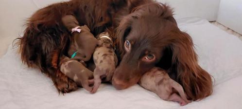 Prachtige kaninchen teckel (langharig), Dieren en Toebehoren, Honden | Teckels en Dashonden, Meerdere dieren, Langhaar, Kaninchen