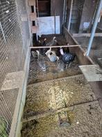 t.k Kalkoenen, Dieren en Toebehoren, Pluimvee, Geslacht onbekend, Kalkoen