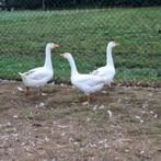 3 boerenganzen, Dieren en Toebehoren, Pluimvee, Meerdere dieren, Eend