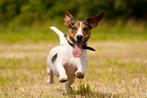 Jack Russel Pups, Dieren en Toebehoren, Honden | Niet-rashonden, Rabiës (hondsdolheid), 8 tot 15 weken, Meerdere, Meerdere dieren
