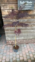 Albizia summer chocolate slaapboom, Tuin en Terras, Ophalen of Verzenden, Volle zon, Overige soorten, Minder dan 100 cm