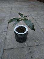 Mango Plant - Klaar om te groeien!, Ophalen of Verzenden