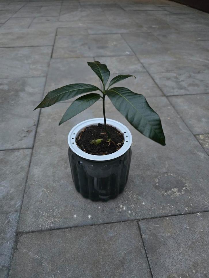 Mango Plant - Klaar om te groeien!, Huis en Inrichting, Kamerplanten, Ophalen of Verzenden