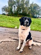 Friese Stabij reu zwart wit, Dieren en Toebehoren, 15 weken tot 1 jaar, Reu, CDV (hondenziekte), Groot
