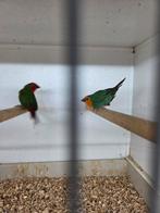 Roodkop papagaai amadines, Meerdere dieren