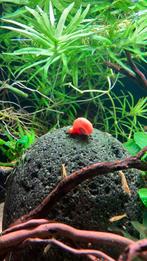 Posthoornslaken te koop, Vis