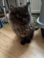 britse langhaar kittens, Kater, Ontwormd